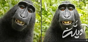 ۲۰ واقعیت جالب، بامزه و باورنکردنی برای ذهن های کنجکاو که آموزنده نیز هستند